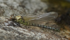 Burmagomphus vermicularis