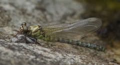 Burmagomphus vermicularis