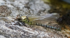 Burmagomphus vermicularis