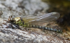 Burmagomphus vermicularis
