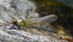 Burmagomphus vermicularis