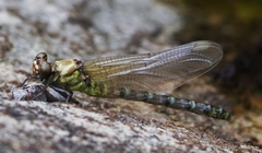 Burmagomphus vermicularis