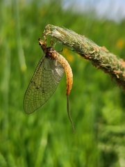 Ephemera danica
