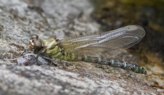 Burmagomphus vermicularis