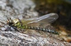 Burmagomphus vermicularis