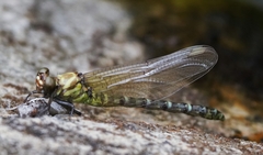 Burmagomphus vermicularis