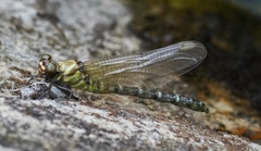 Burmagomphus vermicularis