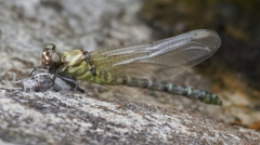 Burmagomphus vermicularis