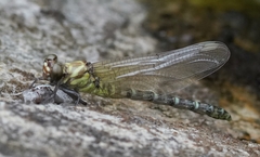 Burmagomphus vermicularis