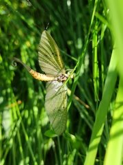 Ephemera danica