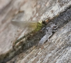 Burmagomphus vermicularis