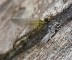 Burmagomphus vermicularis