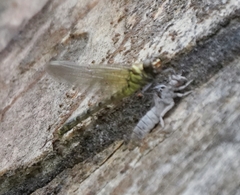 Burmagomphus vermicularis