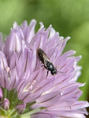 Hylaeus communis