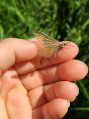 Ephemera danica