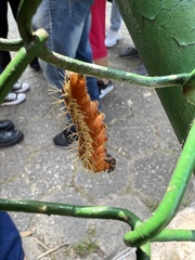 Lepidoptera