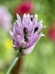 Hylaeus communis