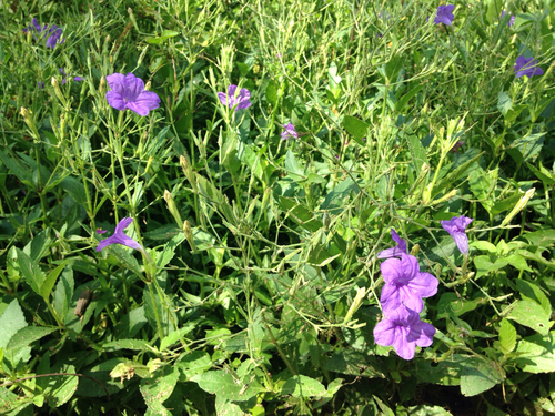 Ruellia nudiflora var. runyonii