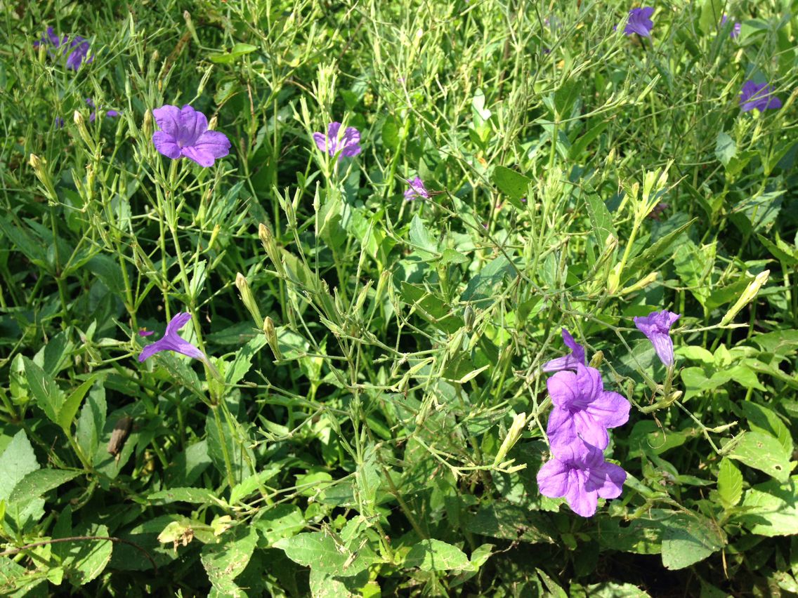 Ruellia nudiflora var. runyonii