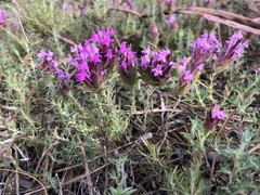 Thymus lotocephalus