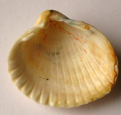 Cerastoderma glaucum