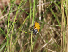 Lachnaia sexpunctata