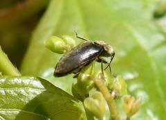 Prosternon tessellatum