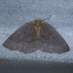 Lambdina pellucidaria
