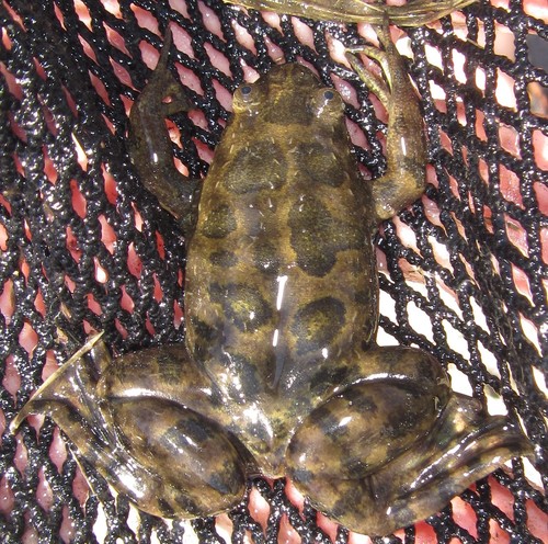 Peter's Platanna, Xenopus petersii