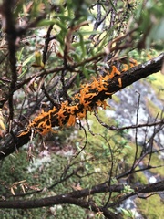 Gymnosporangium clavariiforme