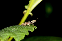 Athous haemorrhoidalis