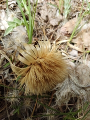 Carlina acanthifolia