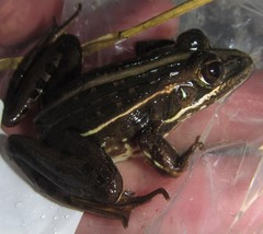 Ptychadena subpunctata