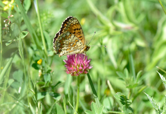 Melitaea aetherie
