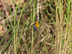 Lachnaia sexpunctata