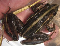 Ptychadena subpunctata