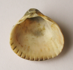 Cerastoderma glaucum