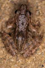 Rana dybowskii