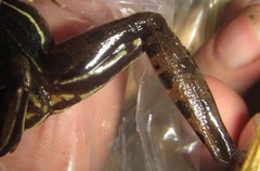 Ptychadena subpunctata