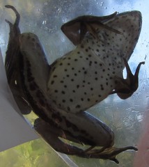 Ptychadena subpunctata