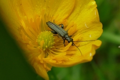 Oedemera virescens