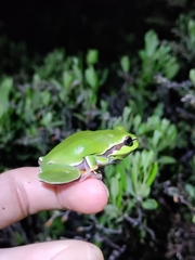 Hyla andersonii