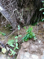 Epilobium roseum