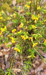 Dillwynia tenuifolia