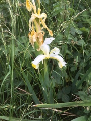 Iris orientalis