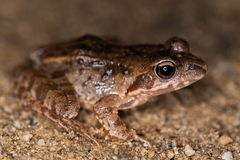 Rana dybowskii