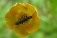 Oedemera virescens