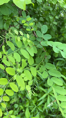 Indigofera lyallii