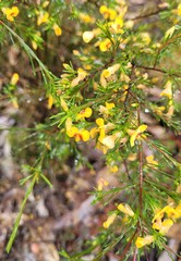 Dillwynia tenuifolia