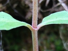 Epilobium roseum
